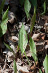 White troutlily <BR>White fawnlily